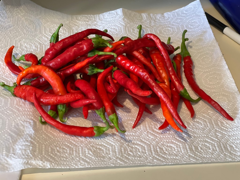 Fresh cayenne peppers from the garden.